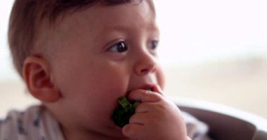 Baby eating broccoli vegetable, self-feeding healthy snack