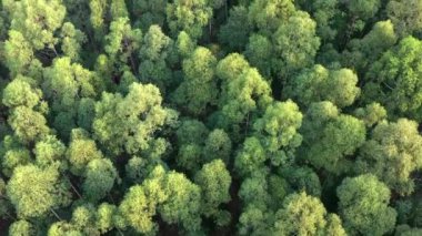 Aerial clip of forest trees, green environment