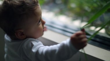Dreamlike baby standing window at home touching plant, infant one year old reaching hand