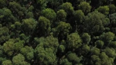 Aerial view of forest trees from above