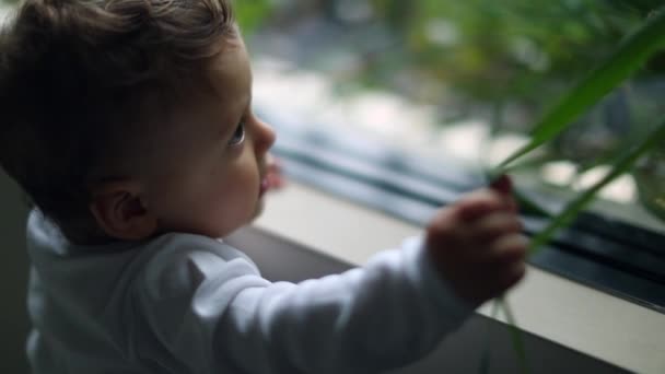 Мечтательный Ребенок Стоит Окно Доме Трогательное Растение Младенец Один Год — стоковое видео