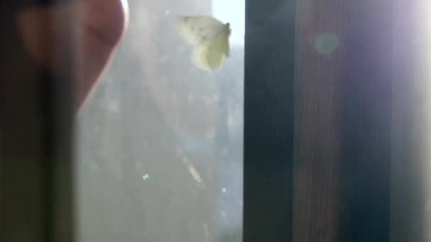 Letting Butterfly Escape Window Insect Stuck Indoors Hands Freeing Fly — Stockvideo