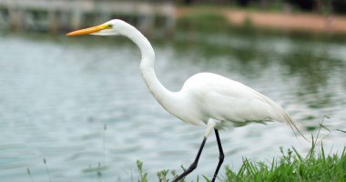 Beyaz kuş yavaşça balık yakalamak için yaklaşıyor. Yiyecek için hayvan avı.