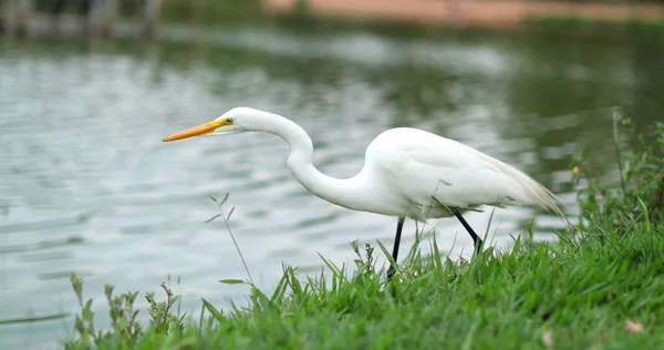 stock image White bird slowly approaching to catch fish. Animal hunting for food