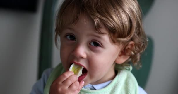 Child Eating Celery Cute Toddler Boy Eats Healthy Vegetable Snack — Vídeo de Stock