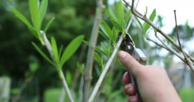 El kesimi ya da budama dalı