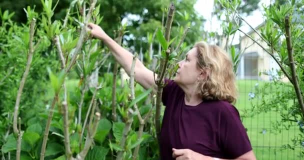 Woman Gardener Pruning Branch Scissors — Stok video