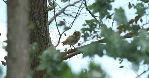 树枝上的猫头鹰鸟 — 图库视频影像