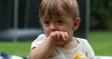 Baby eating corn cob outdoors. Toddler infant boy eats healthy snack outside