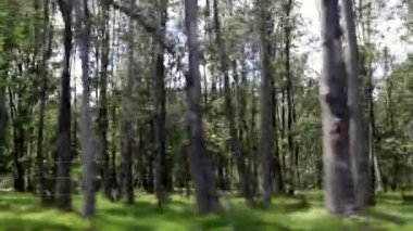 Kırsal yolda giderken, ağaçlar yoldan geçerken...