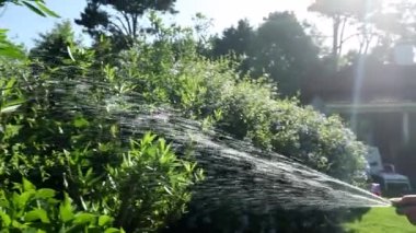Older woman watering garden with water hose. Lady irrigating plants
