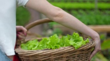 Closeup lettuces inside basket. Person carrying organic food at farm in slow motion
