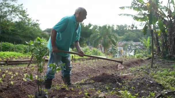 Homme Hispanique Senior Labourant Sol Une Personne Sud Américaine Âgée — Video