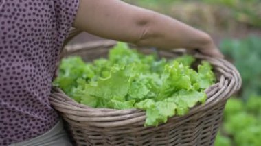 Farmer carrying lettuces. Closeup hand and arm holding basket with organic food