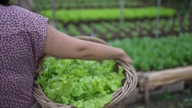 Person carrying green organic food inside basket. Closeup arms holding food walking inside farm