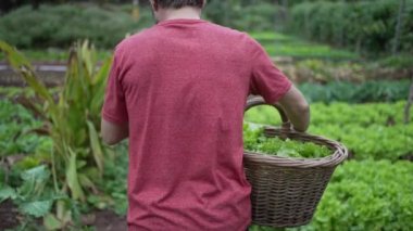 Young farmer carrying organic lettuces inside basket. Man carries organic food at small farm