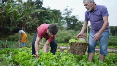 Baba ve yetişkin oğul küçük çiftlikte organik marul topluyor. Yiyecek yetiştiren bir grup insan.