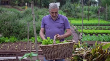 Happy senior man walking at small farm carrying lettuces inside basket. Organic lifestyle at community urban farming