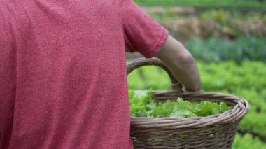 Closeup of green organic food inside basket. Person carrying basket with green lettuces. Veggies at farm