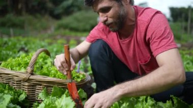 Young man cultivating soil at organic small farm. Person using agriculture equipment farming