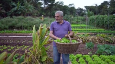 One happy older man walking in farm carrying basket with green lettuces. Senior person holding organic food
