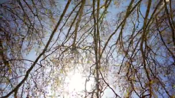 Kahler Baum Brennt Draußen Sonnigen Tagen Während Der Herbst Wintersaison — Stockvideo
