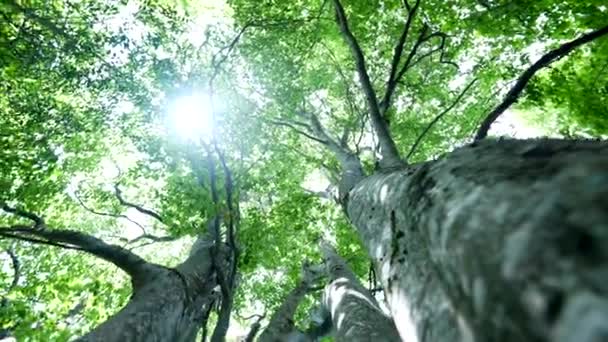 Green Nature Atmosphere Tree Trunk Sun Shining — Stock Video