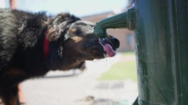 Halk parkındaki musluktan su içen köpek.