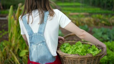Female farmer carrying organic lettuces inside basket. Woman holding food walking in farm