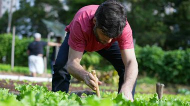Genç bir çiftçi, yerel küçük bir çiftlikte toprakla ilgileniyor. Organik gıda yetiştiren kişi