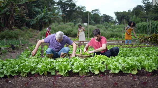 Group of community farmers cultivating organic food at local small urban farm. People growing lettuces and vegetables