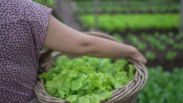 Person Carrying Green Organic Food Basket Closeup Arms Holding Food — Stok Foto