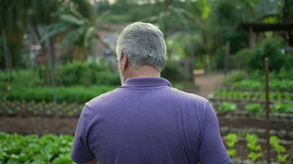 Back of older man walking in small farm. Senior farmer walks forward in organic farming overlooking cultivation. Sustainability concept