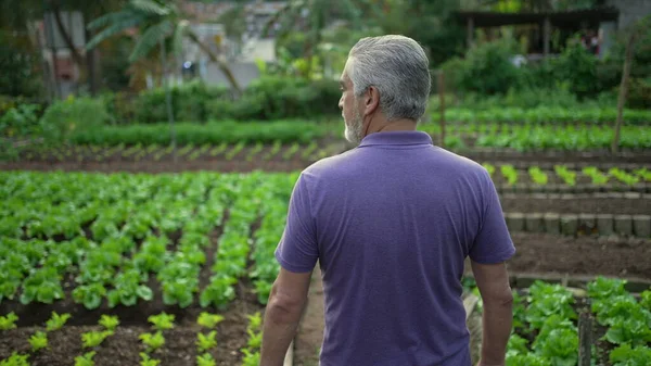 Back of older man walking in small farm. Senior farmer walks forward in organic farming overlooking cultivation. Sustainability concept