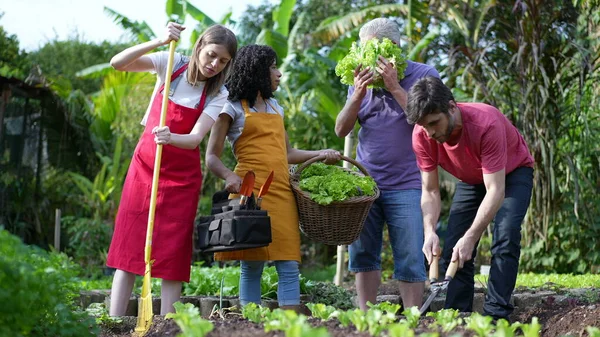 Urban gardeners growing community farming holding organic basket with lettuces. Group of diverse people in local farm