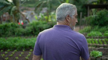 Back of older man walking in small farm. Senior farmer walks forward in organic farming overlooking cultivation. Sustainability concept