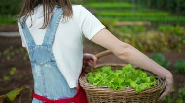 Female farmer carrying organic lettuces inside basket. Woman holding food walking in farm