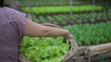 Person carrying green organic food inside basket. Closeup arms holding food walking inside farm