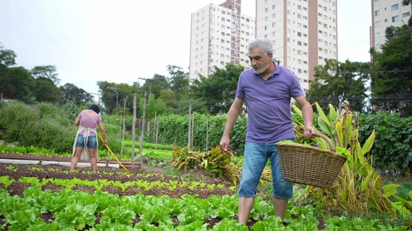 Older man at urban farm picking organic lettuces. Senior person at city local agriculture