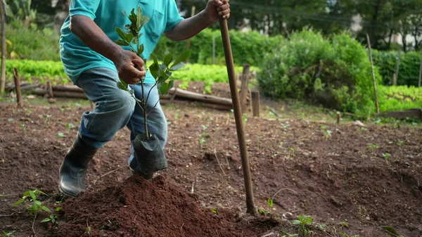 Person planting a tree on the ground covering seedling with dirt. Older man plants a tree