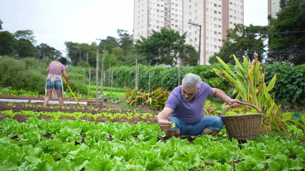 Older man at urban farm picking organic lettuces. Senior person at city local agriculture