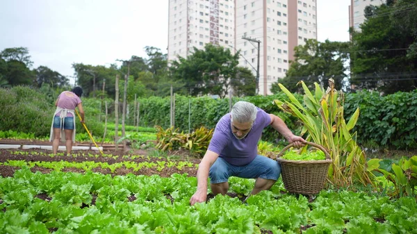 Older man at urban farm picking organic lettuces. Senior person at city local agriculture