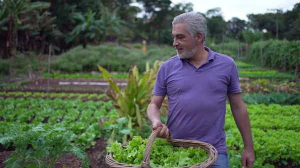 One happy older man walking in farm carrying basket with green lettuces. Senior person holding organic food