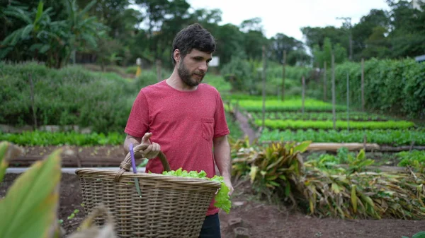Young Farmer Carrying Organic Lettuces Basket Man Carries Organic Food —  Fotos de Stock