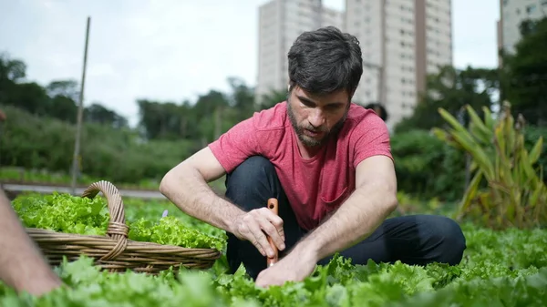 Jovem Que Cultiva Comida Uma Pequena Fazenda Orgânica Urbana Pessoa — Fotografia de Stock