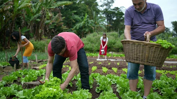Kelompok Petani Komunitas Membudidayakan Makanan Organik Pertanian Perkotaan Kecil Lokal — Stok Foto