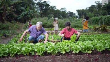 Yerel küçük şehir çiftliğinde organik gıda yetiştiren bir grup çiftçi. İnsanlar marul ve sebze yetiştiriyor.
