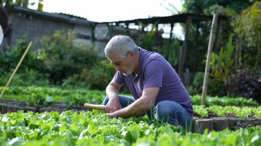 Yaşlı erkek çiftçi, küçük yerel bir çiftlikte organik marulların yapraklarını soyuyor.