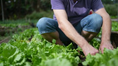 One senior man plucking lettuces from ground at organic small farm. Older person stripping bad leafs
