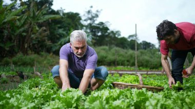Küçük yerel organik çiftlikteki şehir çiftçileri. Toprakla ilgilenen yiyecek yetiştiren bir grup insan. Sürdürülebilir büyüme kavramı
